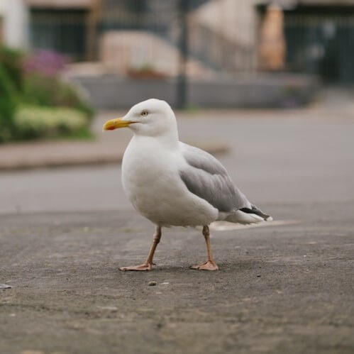 Ein Bild einer Möwe